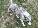 Elevage Border Collie Mas Andre