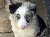 BELLY chiot femelle Elevage Border Collie Mas André