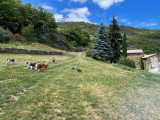 Elevage Border Collie Mas Andre