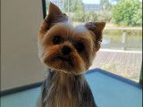 Toilettage d'un Yorky