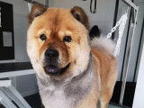 Chow Chow en coupe ciseaux