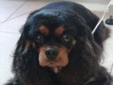 Milou est venu pour se faire beau
