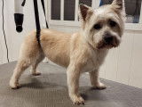 SO le salon canin