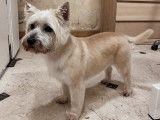 SO le salon canin