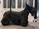 SO le salon canin