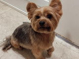 SO le salon canin