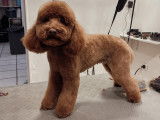 SO le salon canin
