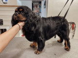 SO le salon canin