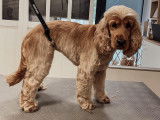 SO le salon canin