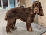 SO le salon canin