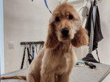 SO le salon canin