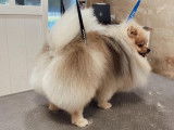 SO le salon canin