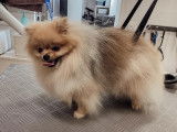 SO le salon canin