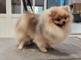 SO le salon canin