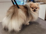 SO le salon canin