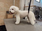 SO le salon canin