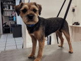 SO le salon canin