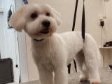 SO le salon canin