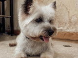 SO le salon canin