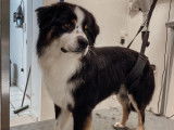 SO le salon canin