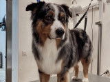 SO le salon canin