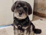 SO le salon canin
