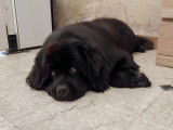 SO le salon canin