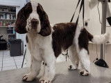 SO le salon canin