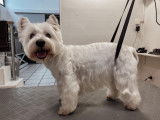 SO le salon canin