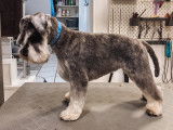 SO le salon canin