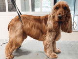 SO le salon canin