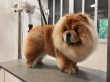 SO le salon canin