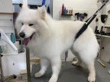 SO le salon canin