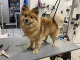 SO le salon canin
