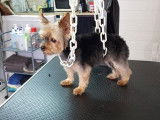 Bouba le petit Yorkshire