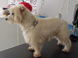 Estoy le beau Westie est venu pour se faire beau