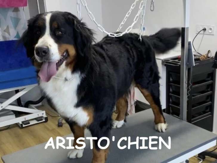 Aristo'chien