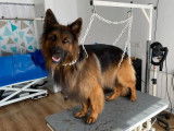 Aristo'chien