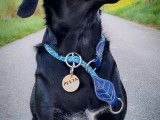 Gaomi Dog Saddlery