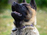 Gaomi Dog Saddlery