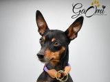 Gaomi Dog Saddlery