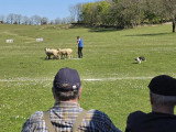Association Française du Border Collie (AFBC)