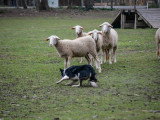 Association Française du Border Collie (AFBC)