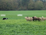 Association Française du Border Collie (AFBC)