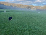 Association Française du Border Collie (AFBC)