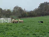 Association Française du Border Collie (AFBC)