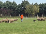 Association Française du Border Collie (AFBC)