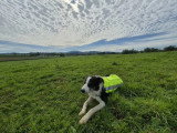 Association Française du Border Collie (AFBC)