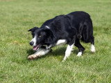 Association Française du Border Collie (AFBC)