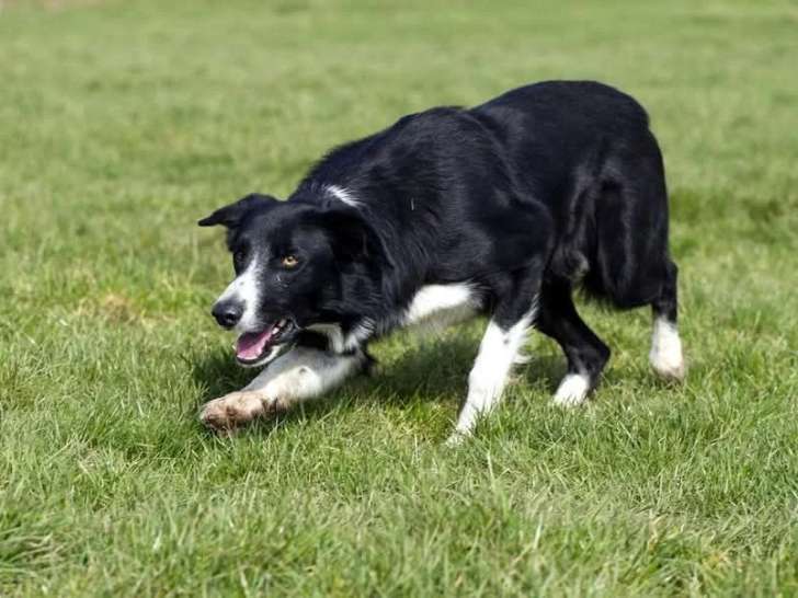 Association Française du Border Collie (AFBC)